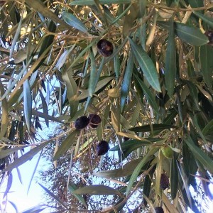 olive（10月撮影）