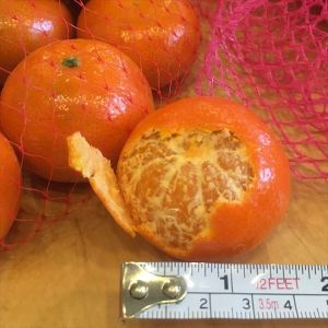 Baby mandarine and net