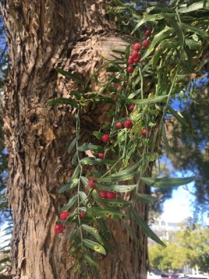 California pepper tree