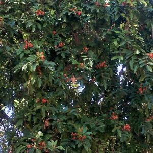 ハチドリ（正面）とBrazilian Pepper Tree