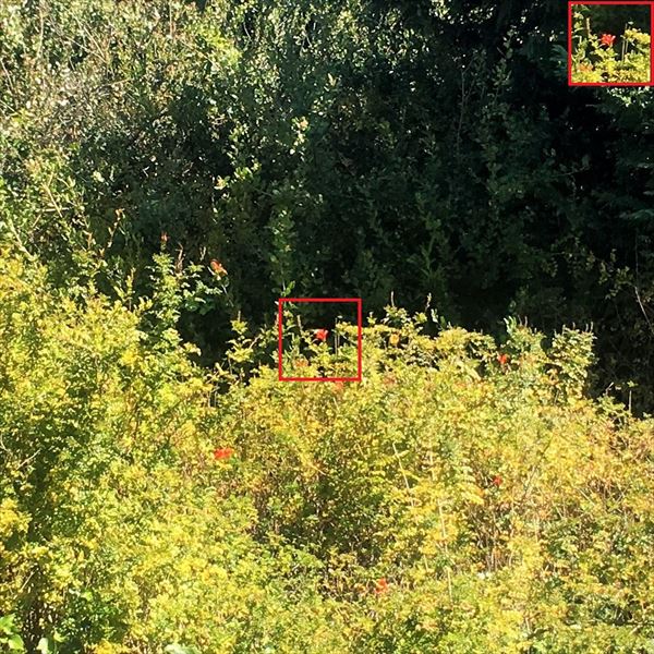 赤い花の蜜を吸うハチドリ