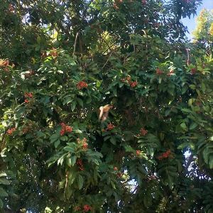 ハチドリとBrazilian Pepper Tree