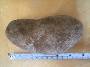 Russet (Idaho) Potato