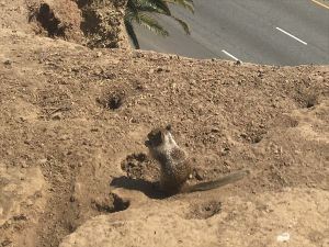 California Ground Squirrel