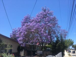 Jacaranda