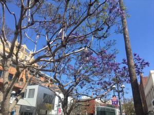 Jacaranda at 3rd St. in Santa Monica