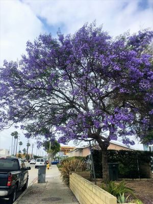 Jacaranda in May Gray
