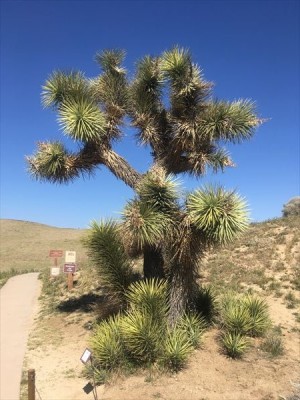 Antelope Valley の説明看板前のJoshua Tree