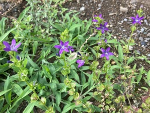 ヒナキキョウソウ