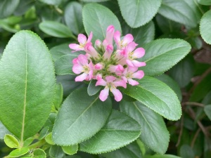 エスカロニア・ピンクエル エスカロニア・ピンクエル