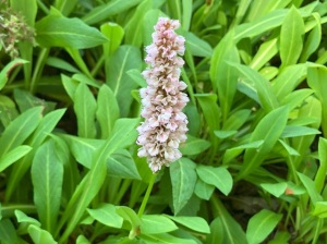 ヒマラヤトラノオ