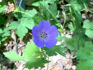 ゲラニウム・ロザンネ