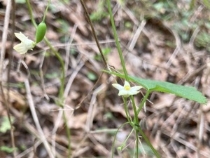 スズメウリ スズメウリ