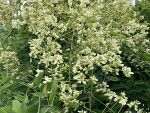シダレエンジュの花