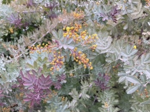 チンヨウアカシア チンヨウアカシア