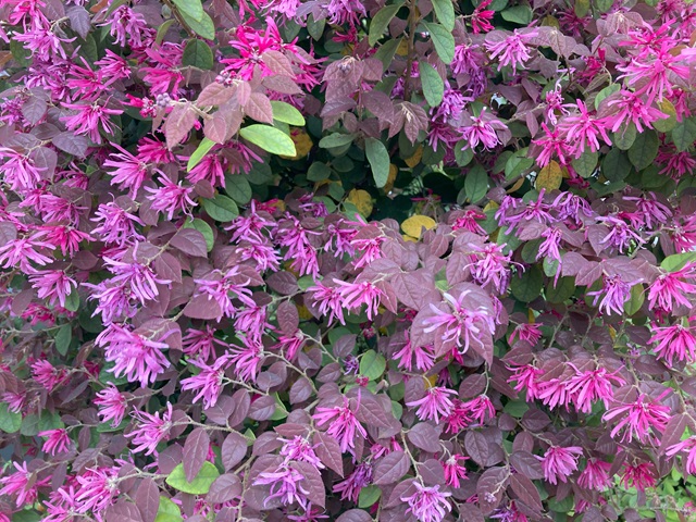 ベニバナトキワマンサク