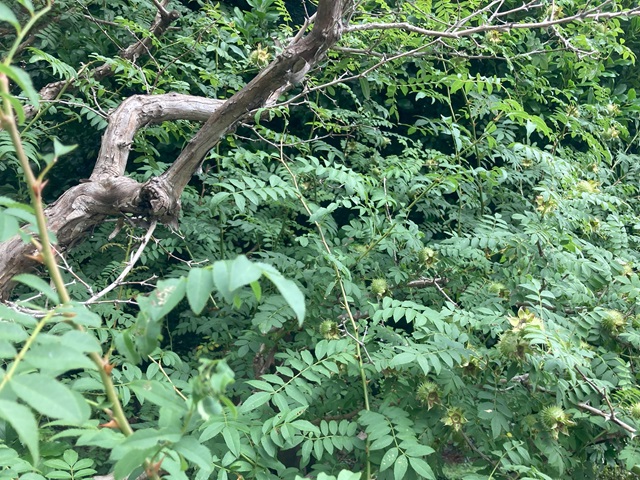 サンショウバラ