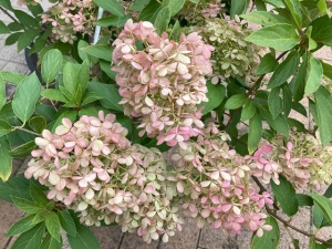 フジサンアジサイ