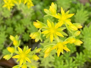 メキシコマンネングサ