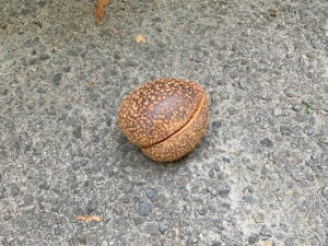 トチノキの実