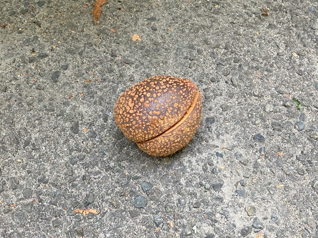 トチ