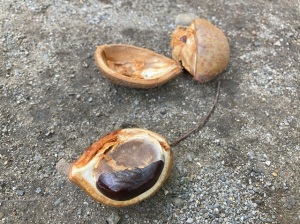 トチノキの実