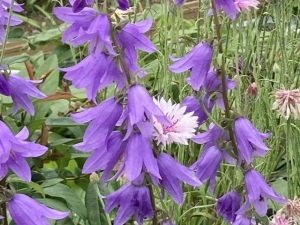 ハタザオキキョウ ハタザオキキョウ