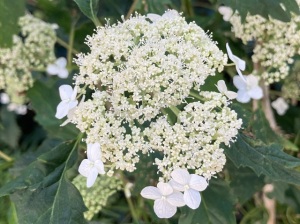 Hydrangea arborescens